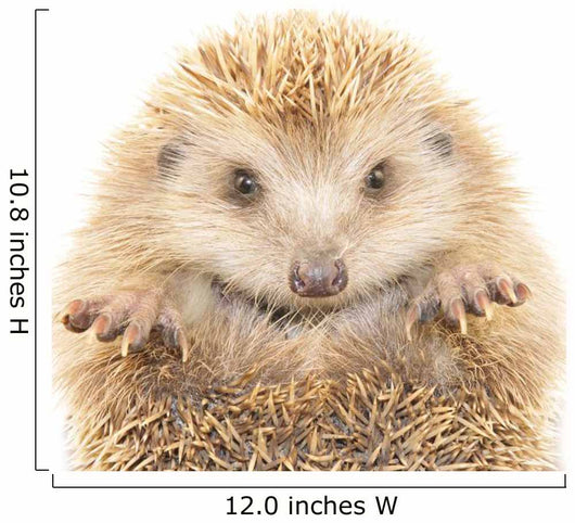 Hedgehog