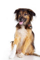 Dog with Injury to
