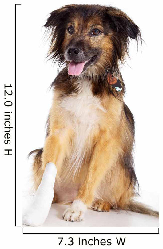 Dog with Injury to