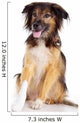 Dog with Injury to