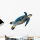 Hawksbill Sea Turtle Eretmochelys Imbricata on White Wall Decal