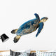 Hawksbill Sea Turtle Eretmochelys Imbricata on White Wall Decal