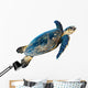 Hawksbill Sea Turtle Eretmochelys Imbricata on White Wall Decal