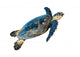 Hawksbill Sea Turtle Eretmochelys Imbricata on White Wall Decal