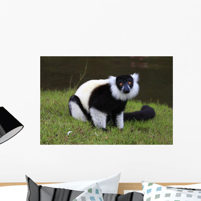 Portrait Madagascar Lemur Vari shown on a wall