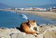 Spanish Lazy Cat Wall Mural