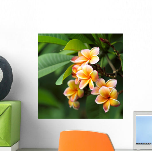 Frangipani Flowers