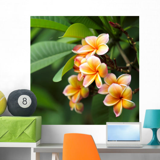 Frangipani Flowers