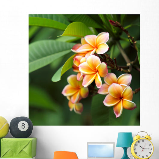 Frangipani Flowers