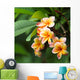 Frangipani Flowers