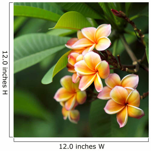 Frangipani Flowers