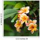 Frangipani Flowers