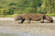 Komodo Dragon Varanus Komodoensis