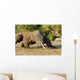 Komodo Dragon Varanus Komodoensis Wall Mural