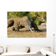 Komodo Dragon Varanus Komodoensis Wall Mural