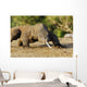 Komodo Dragon Varanus Komodoensis Wall Mural