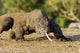 Komodo Dragon Varanus Komodoensis Wall Mural