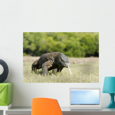Komodo Dragon Varanus Komodoensis Wall Mural shown on a wall