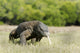 Komodo Dragon Varanus Komodoensis Wall Mural
