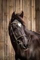 Pferdeportrait Wall Mural