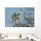 grey heron, ardea cinerea Wall Mural