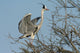 grey heron, ardea cinerea Wall Mural