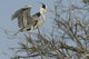 héron cendré, ardea cinerea Wall Mural