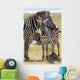 Baby Zebra with Mother