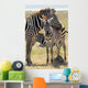 Baby Zebra with Mother