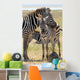 Baby Zebra with Mother