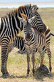 Baby Zebra with Mother