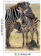 Baby Zebra with Mother