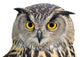 Eagle Owl Bubo Bubo Wall Mural