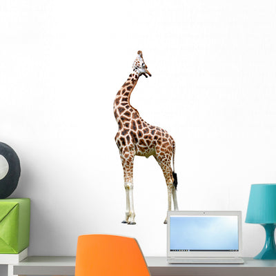 Giraffe White Wall Mural shown on a wall