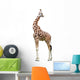 Giraffe White Wall Mural