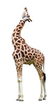 Giraffe White Wall Mural