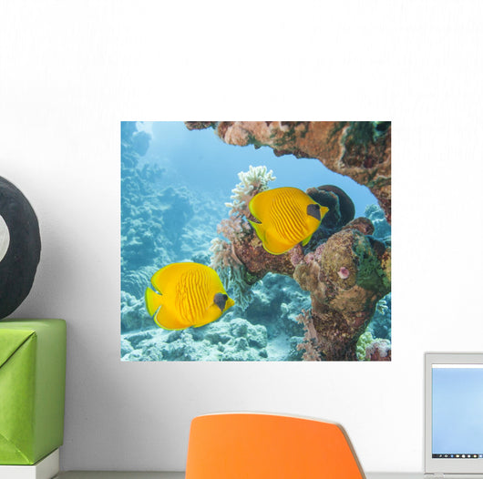 Masked Butterflyfish Tropical Reef
