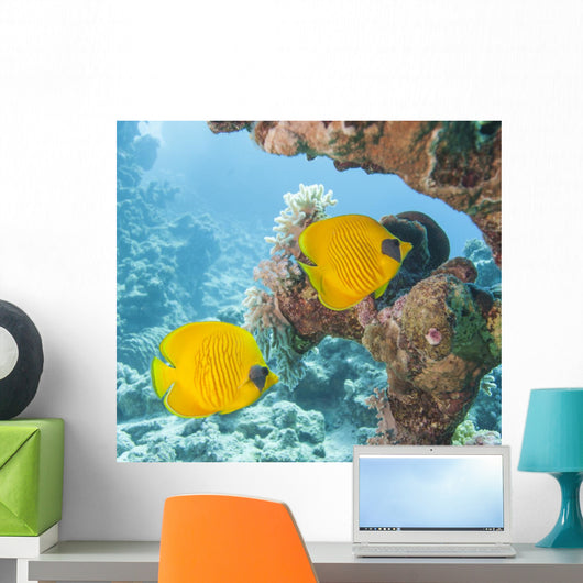 Masked Butterflyfish Tropical Reef