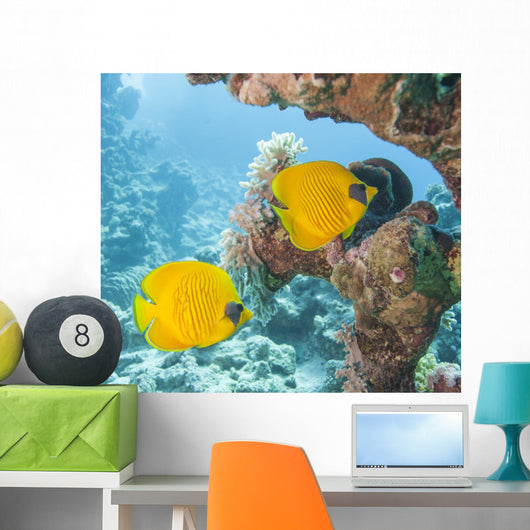 Masked Butterflyfish Tropical Reef