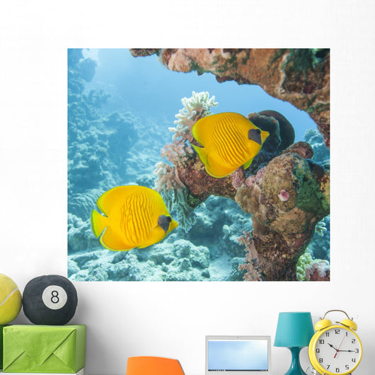 Masked Butterflyfish Tropical Reef