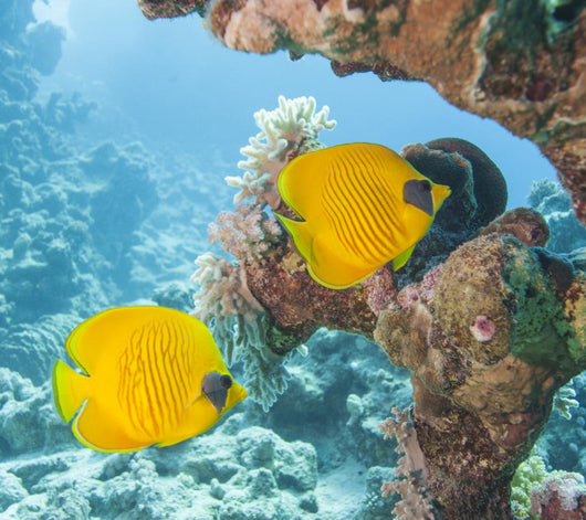 Masked Butterflyfish Tropical Reef