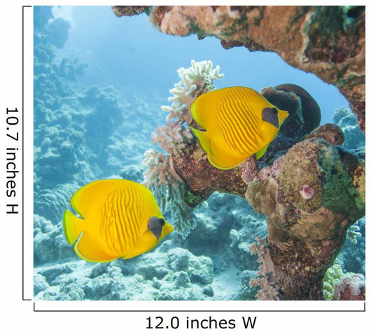 Masked Butterflyfish Tropical Reef