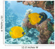 Masked Butterflyfish Tropical Reef