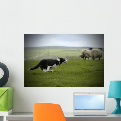 Sheepdog Working Sheep Wall Mural shown on a wall