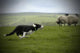 Sheepdog Working Sheep Wall Mural