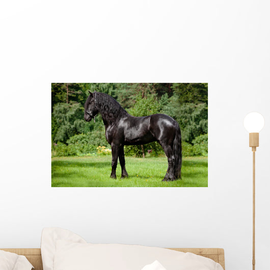 Friesian Horse Standing Outdoors
