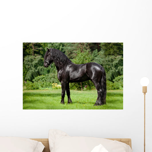 Friesian Horse Standing Outdoors