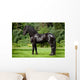 Friesian Horse Standing Outdoors