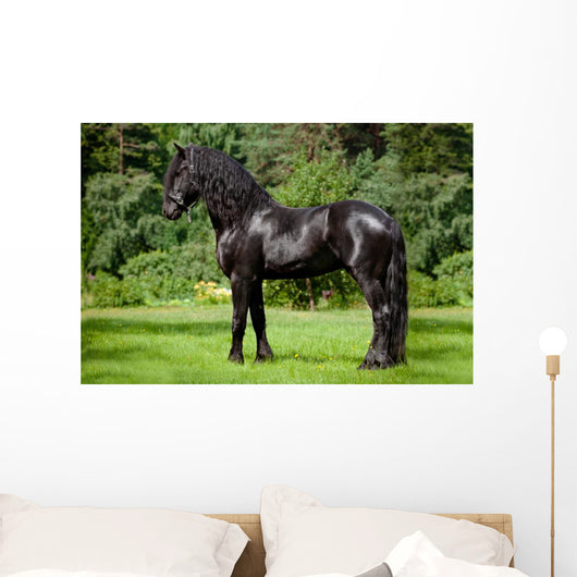 Friesian Horse Standing Outdoors