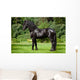 Friesian Horse Standing Outdoors